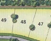 Lot 48 Verbena