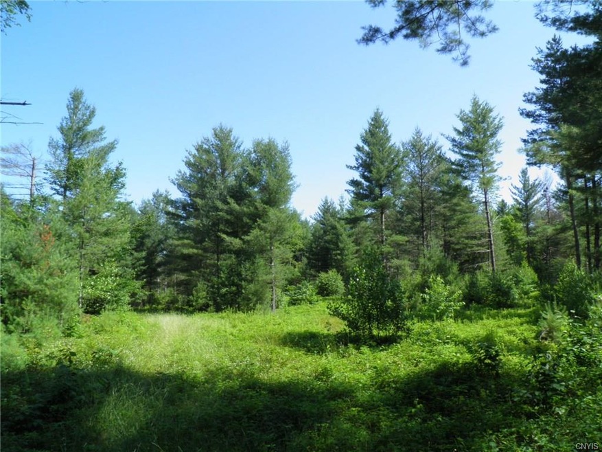 Woods trail and open woods
