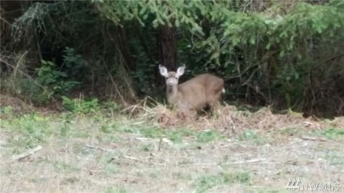 10109 Selma Cir, Anderson Island, WA 98303 - photo 1