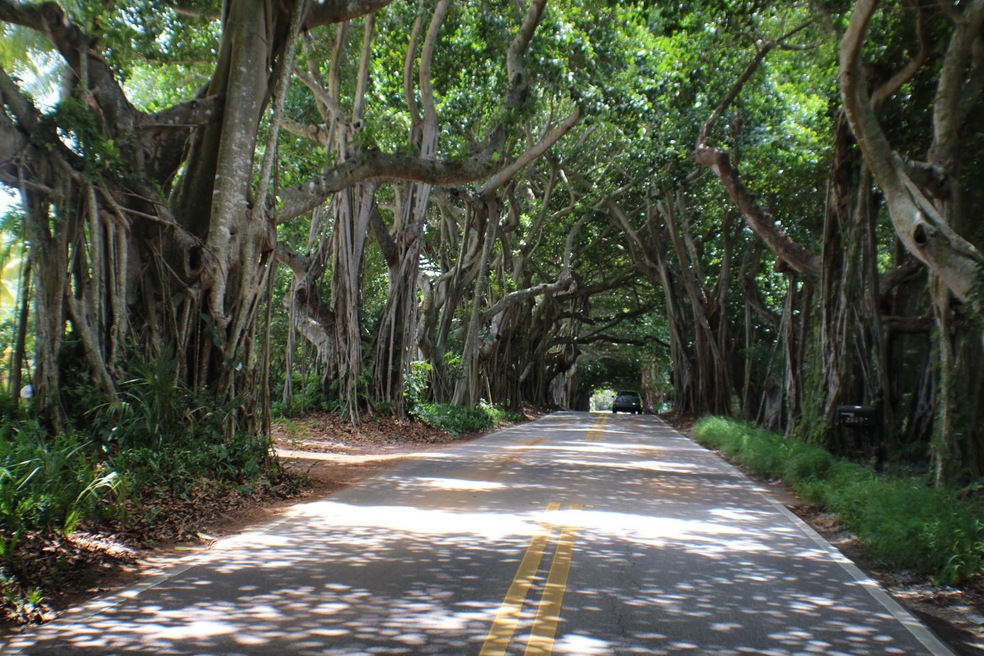 Banyan103