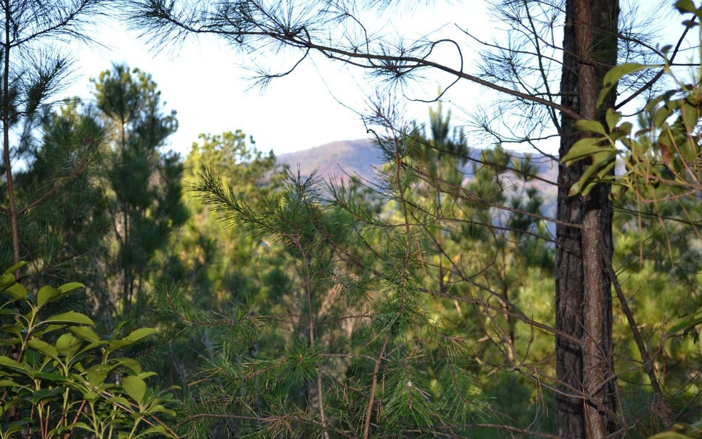Main View