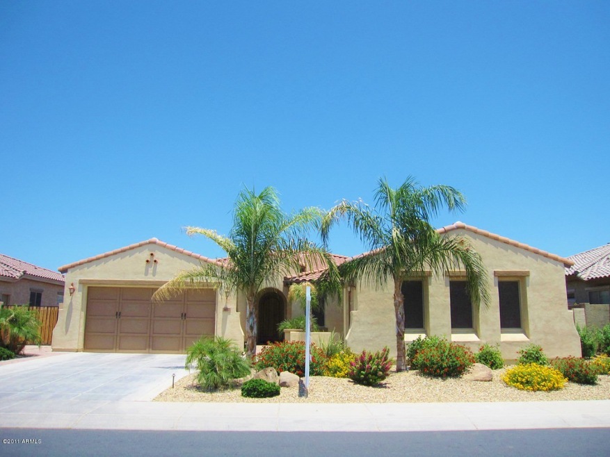 Aster front photo