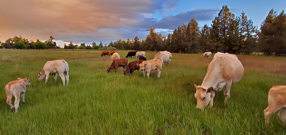 Cows in Pasture