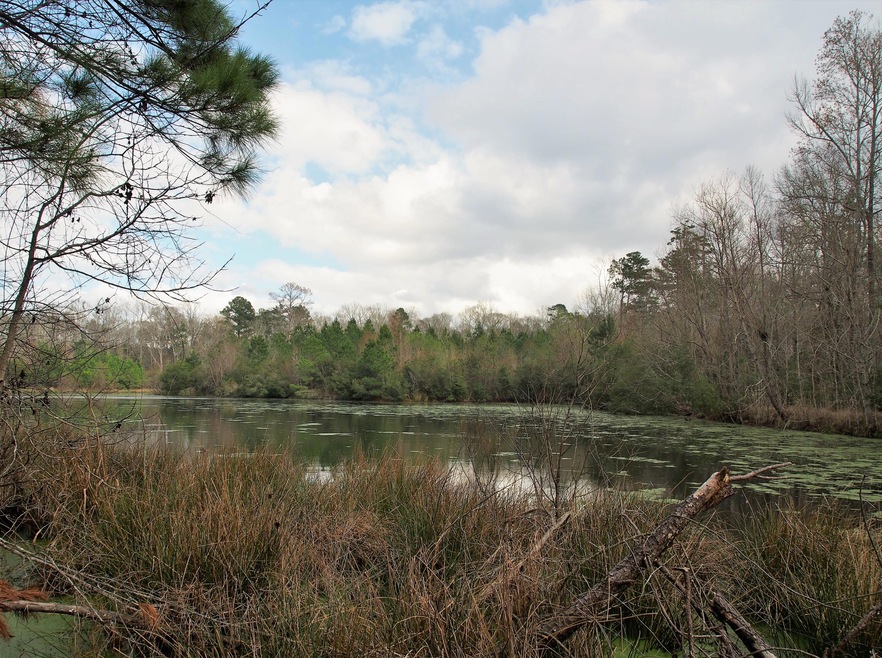 pond 3 (2)