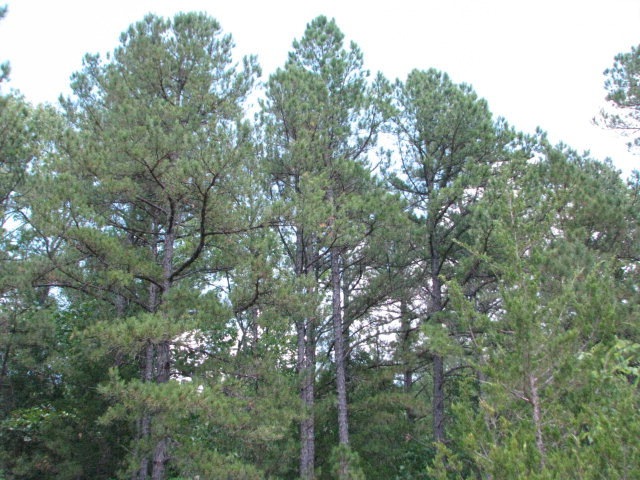 Primary Photo