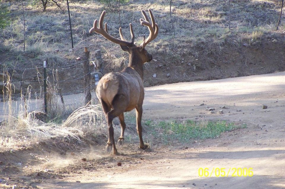 Elk 001 (Large)