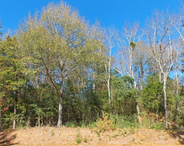 Lot 4 Cedar Ridge Rd, McComb, MS 39648 - photo 1