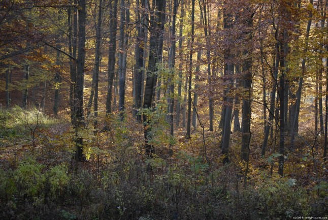fall-woods-646x433
