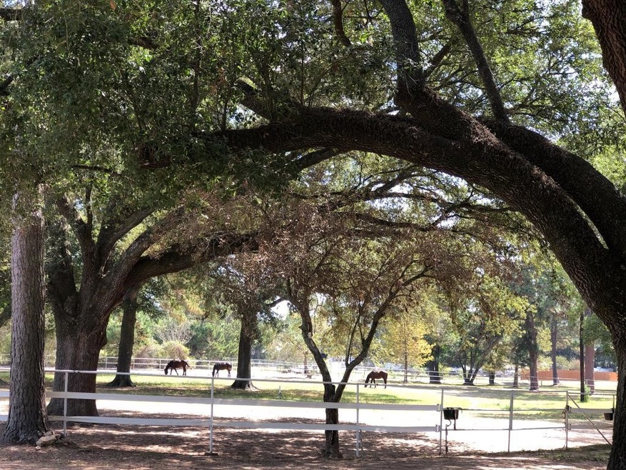 26411.1/2 Dobbin Hufsmith Rd, Magnolia, TX 77354 - photo 1