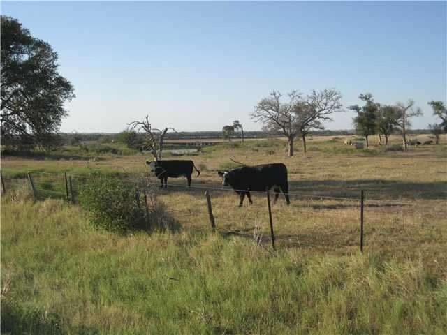 Frontage : COW CONTENTMENT, GRASS, SHADE AND STOCK