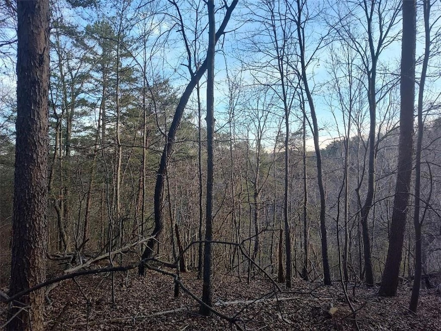 View of local wilderness