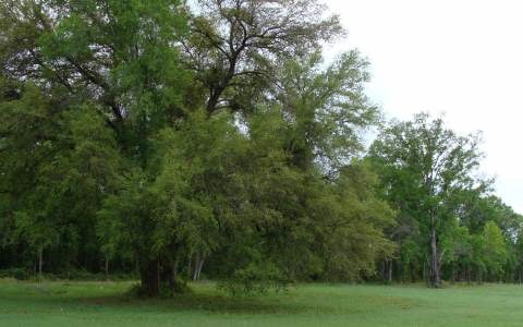 LOT15 Mandiba Dr, Lake City, FL 32024 - photo 1