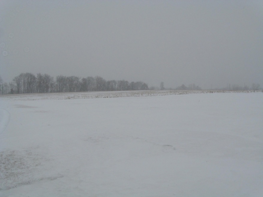 Bare Ground 001