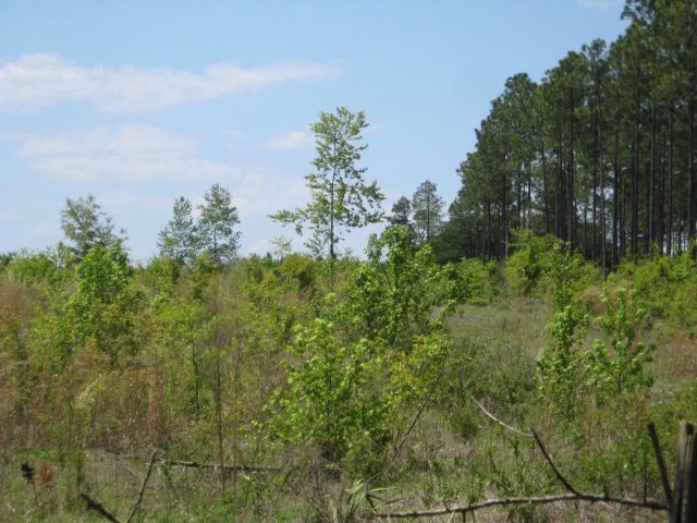 0 Joe Hilton Rd, Vidalia, GA 30474 - photo 1