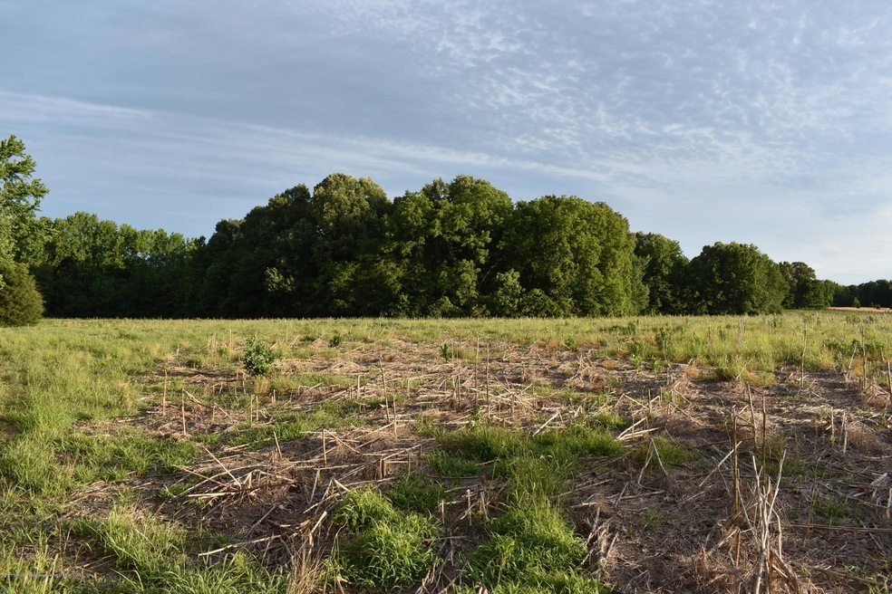 Cornfield during the summer months
