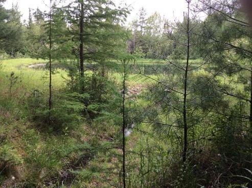 pond