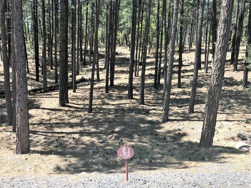 1.Lot 31