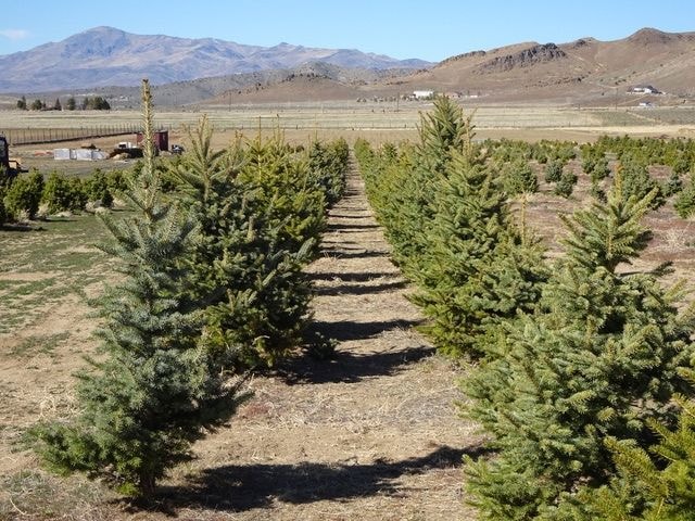 3995 Bacon Rind Rd, Reno, NV 89510 - photo 1