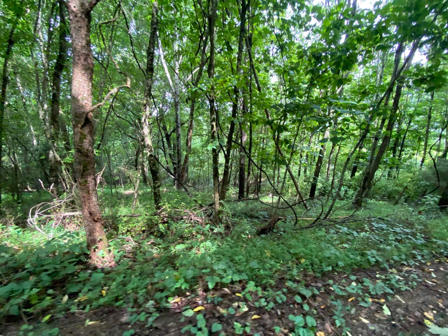 mountain land for hunting