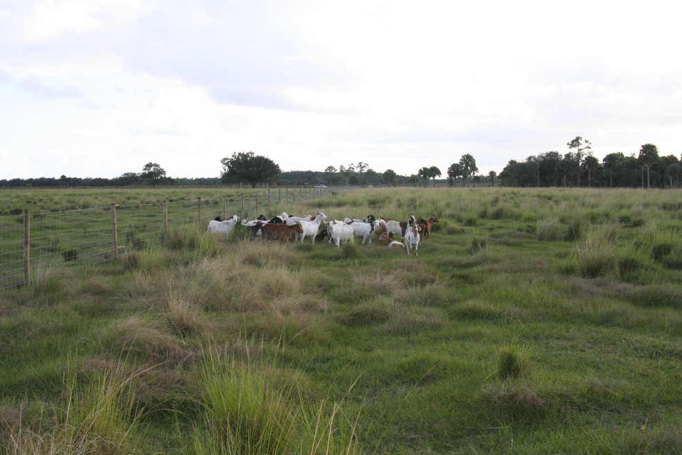 Indiantown 23 acres cleared