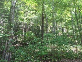 525 Cold Cave Rd, Wellington, KY 40387 - photo 1