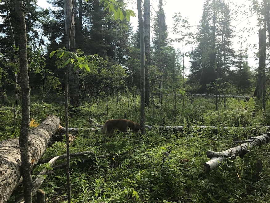 Sec: 2 TWP: 61.0 RG:, Alango Township, MN 55703 - photo 1