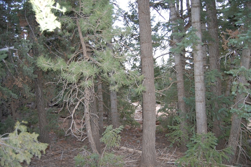 Main - .42 Acres