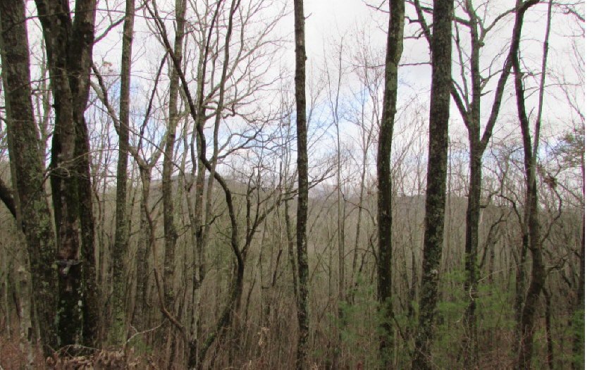 Main View