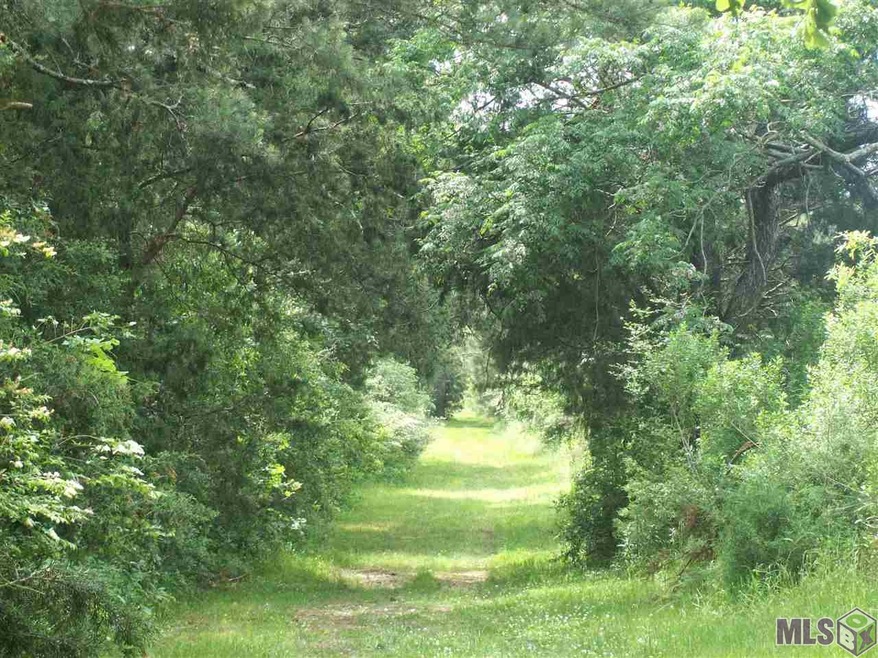 Four-wheeler path