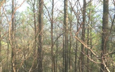 M 221 Walnut Ridge, Ellijay, GA 30536 - photo 1