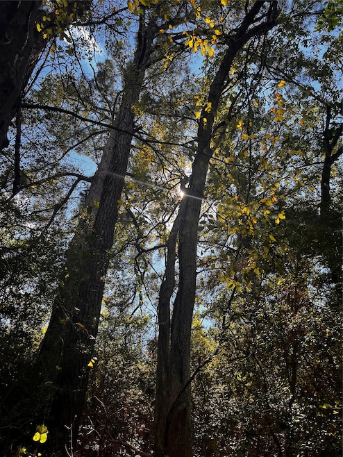 411 Laura Ln, Bastrop, TX 78602 - photo 1