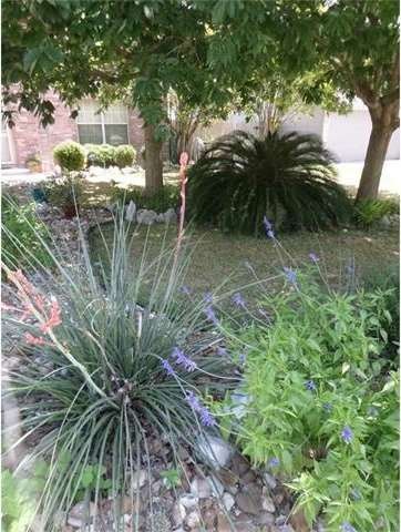 Front Yard from Street
