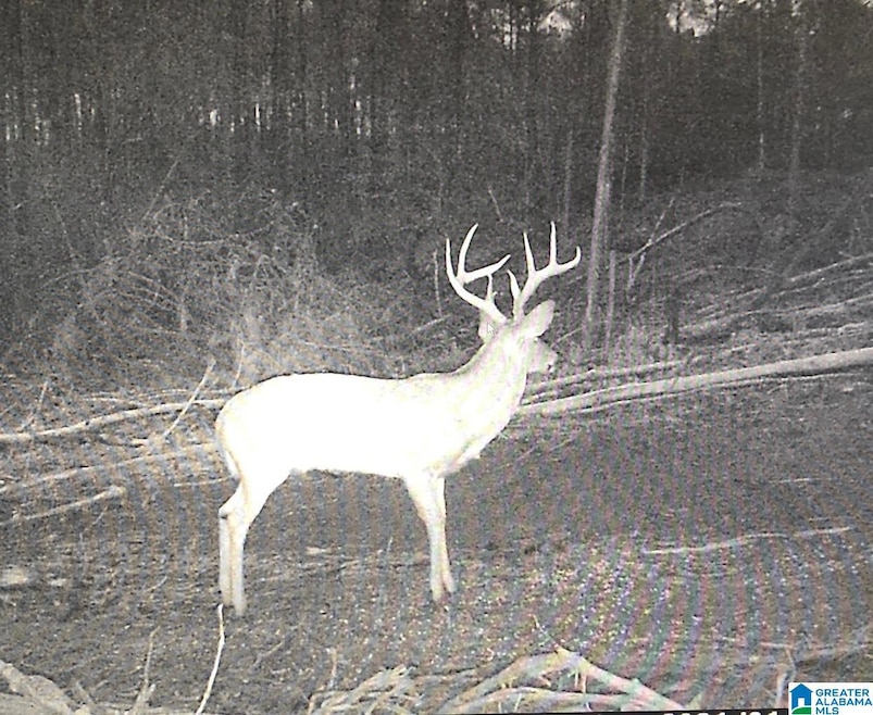 2011 Mccay Dr, Morris, AL 35116 - photo 1