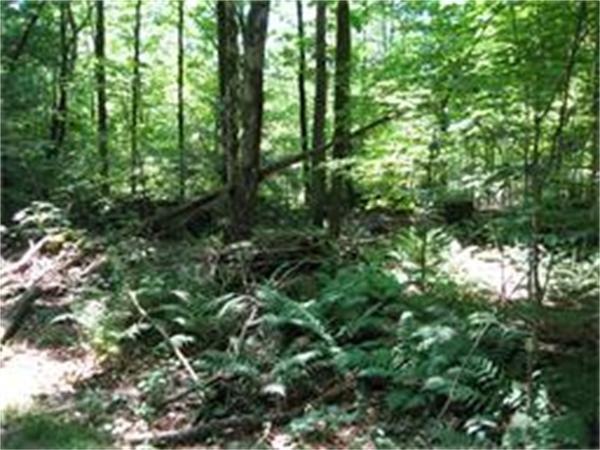 00 Glendale Rd, Florence, MA 01062 - photo 1