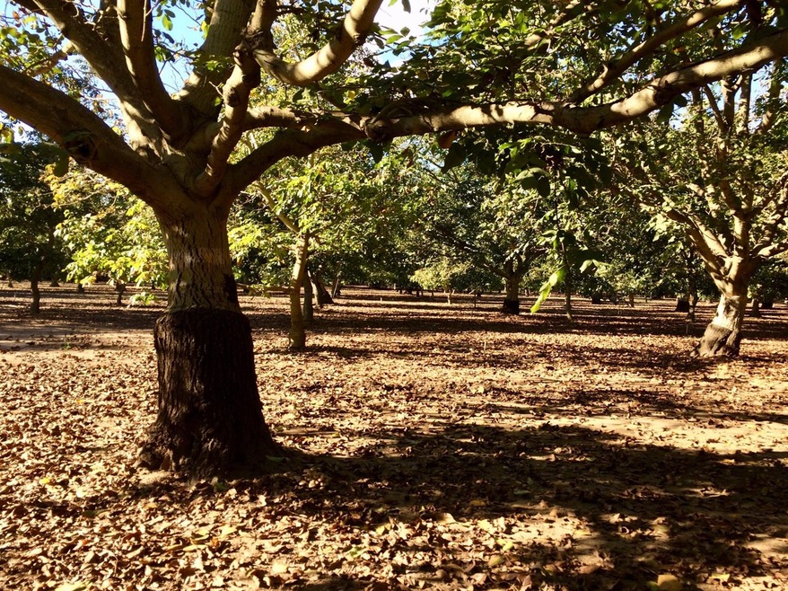 20100 Elliott Rd, Acampo, CA 95220 - photo 1