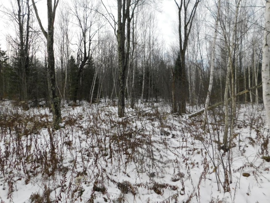 40 Acres Cth T, Tripoli, WI 54564 - photo 1