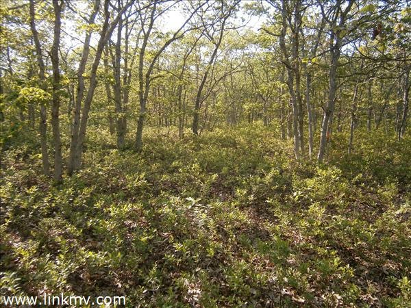 5 Willow Tree Hollow Rd, West Tisbury, MA 02568 - photo 1