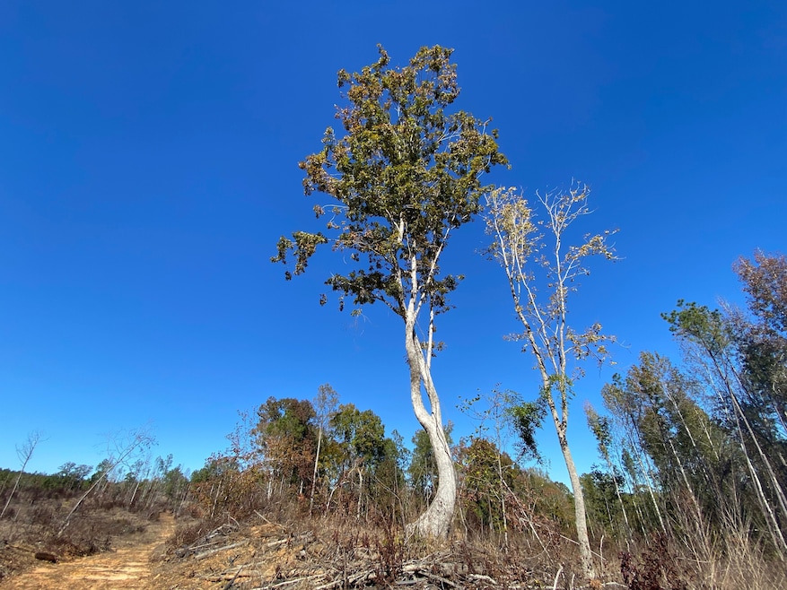 0 Vertie Hoggle Rd, North Perry, AL 36756 - photo 1