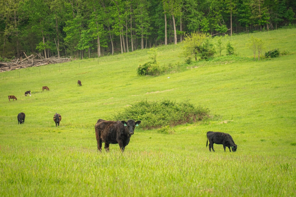 Missouri Cattle Ranch