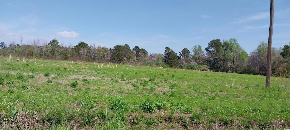 View of local wilderness