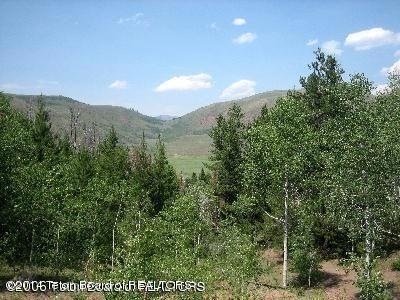 Aspens near Spring
