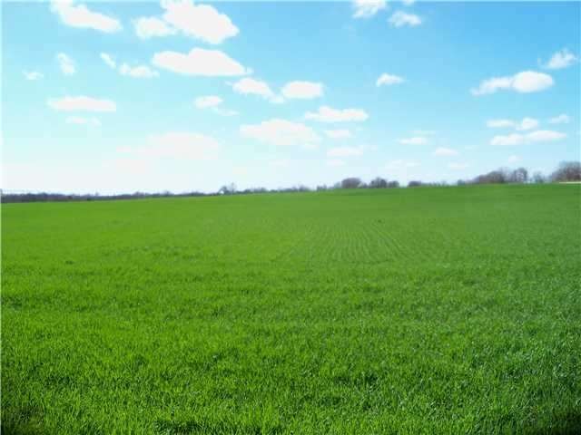 Land : Beautiful land.....great for farming!
