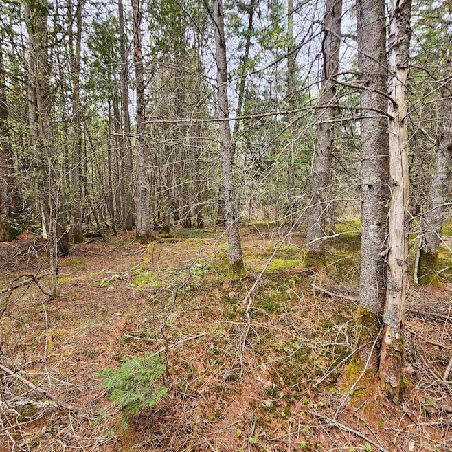 Nice flat area for camper/cabin/tenting or possibly building even