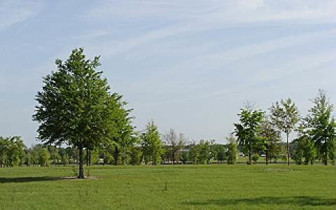 LOT66 Mandiba, Lake City, FL 32024 - photo 1