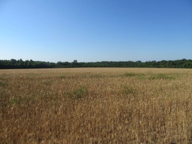 0 Mosley Rd, Uvalda, GA 30473 - photo 1