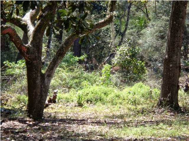 8 10th St, Carrabelle, FL 32322 - photo 1