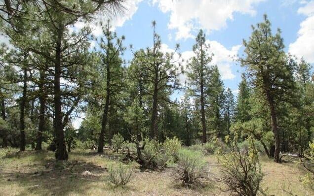 Lot 24 Elde St