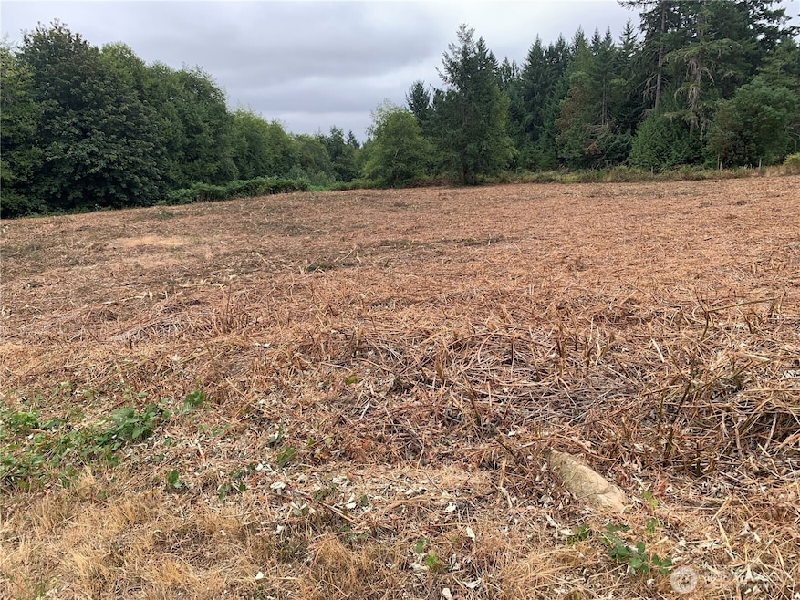 Property after blackberries were cleared.