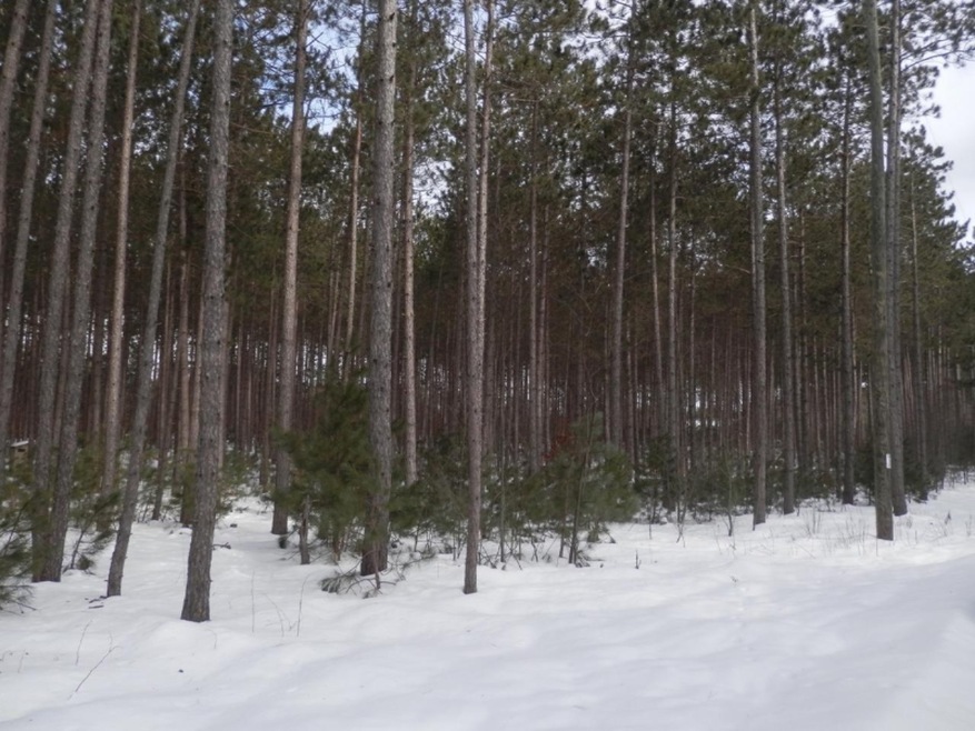 Wooded with tall pines