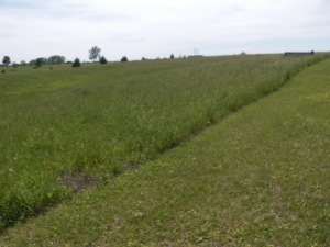Lot 8 St. Ann's View